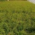 蔷薇花，蔷薇花环藤本蔷薇，基地直销，多花苞，多枝条