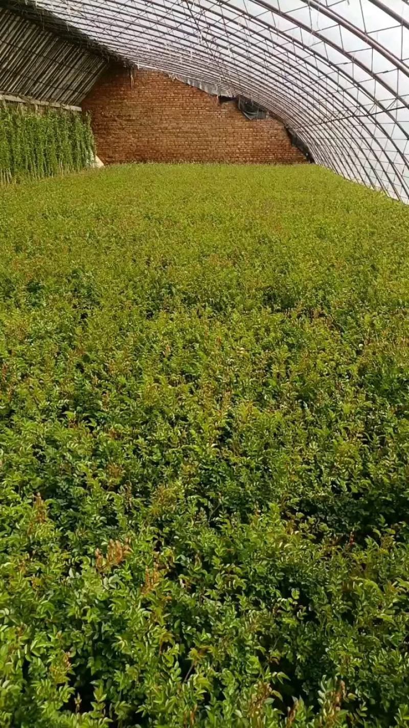 蔷薇花，蔷薇花环藤本蔷薇，基地直销，多花苞，多枝条