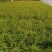 蔷薇花，蔷薇花环藤本蔷薇，基地直销，多花苞，多枝条