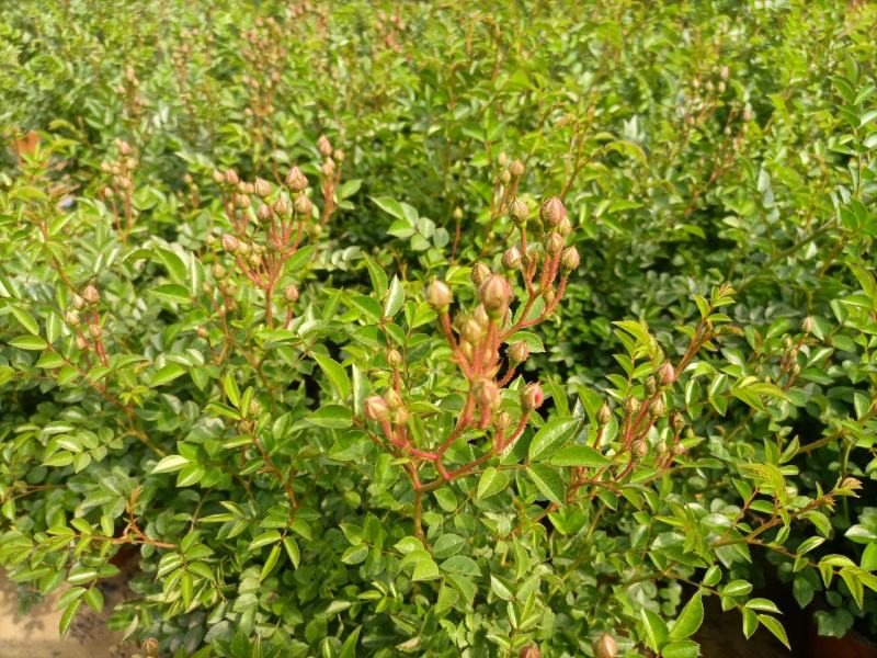 蔷薇花，蔷薇花环藤本蔷薇，基地直销，多花苞，多枝条