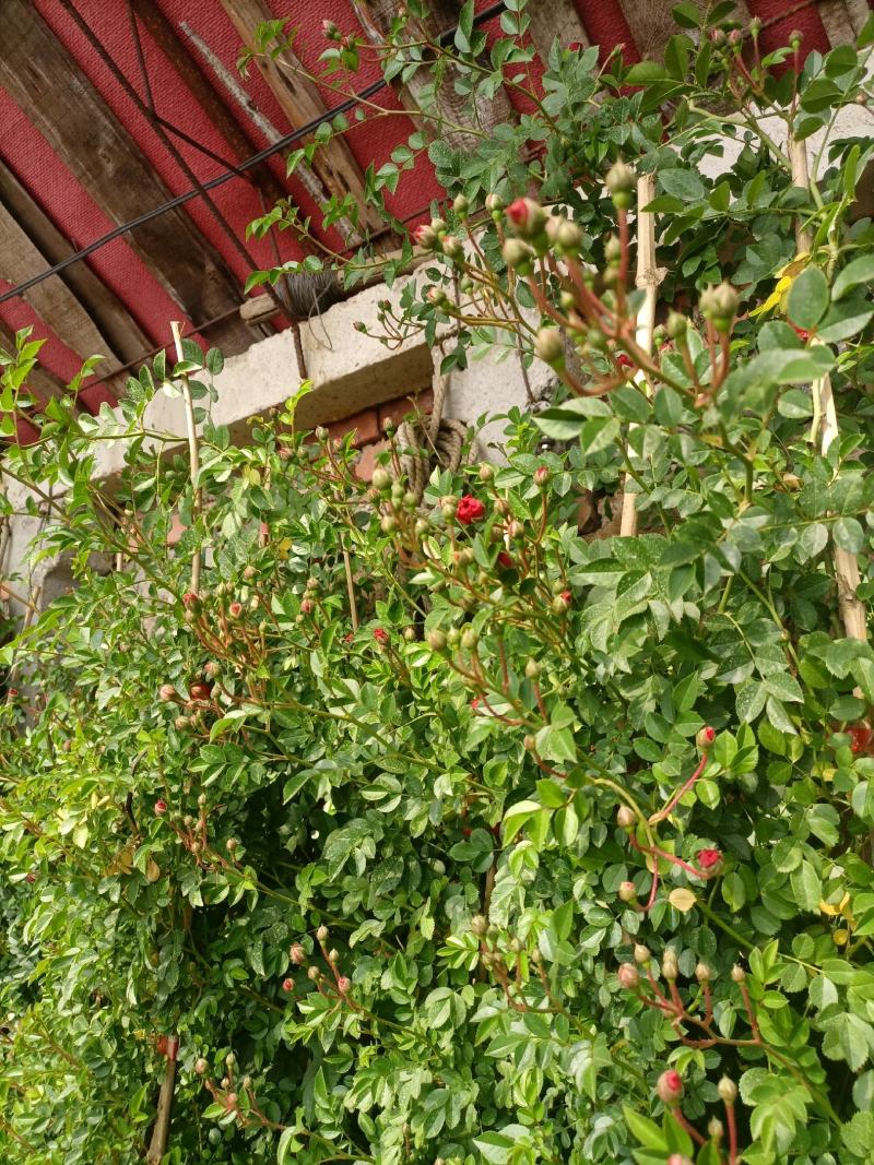 蔷薇花，蔷薇花环藤本蔷薇，基地直销，多花苞，多枝条