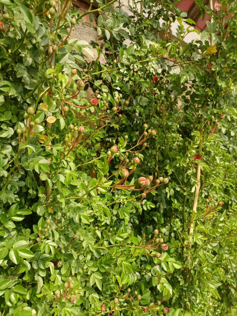 蔷薇花，蔷薇花环藤本蔷薇，基地直销，多花苞，多枝条