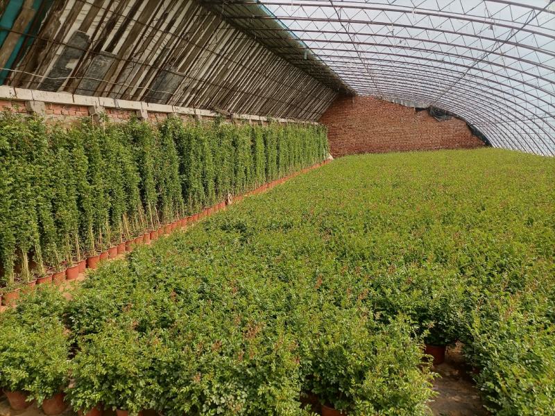 蔷薇花，蔷薇花环藤本蔷薇，基地直销，多花苞，多枝条