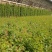 蔷薇花，蔷薇花环藤本蔷薇，基地直销，多花苞，多枝条