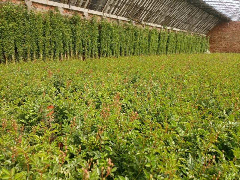 蔷薇花，蔷薇花环藤本蔷薇，基地直销，多花苞，多枝条