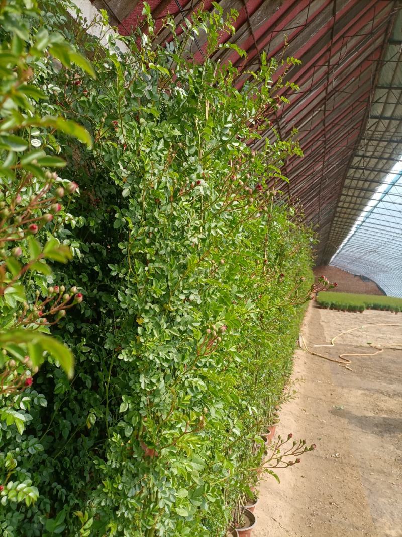 蔷薇花，蔷薇花环藤本蔷薇，基地直销，多花苞，多枝条