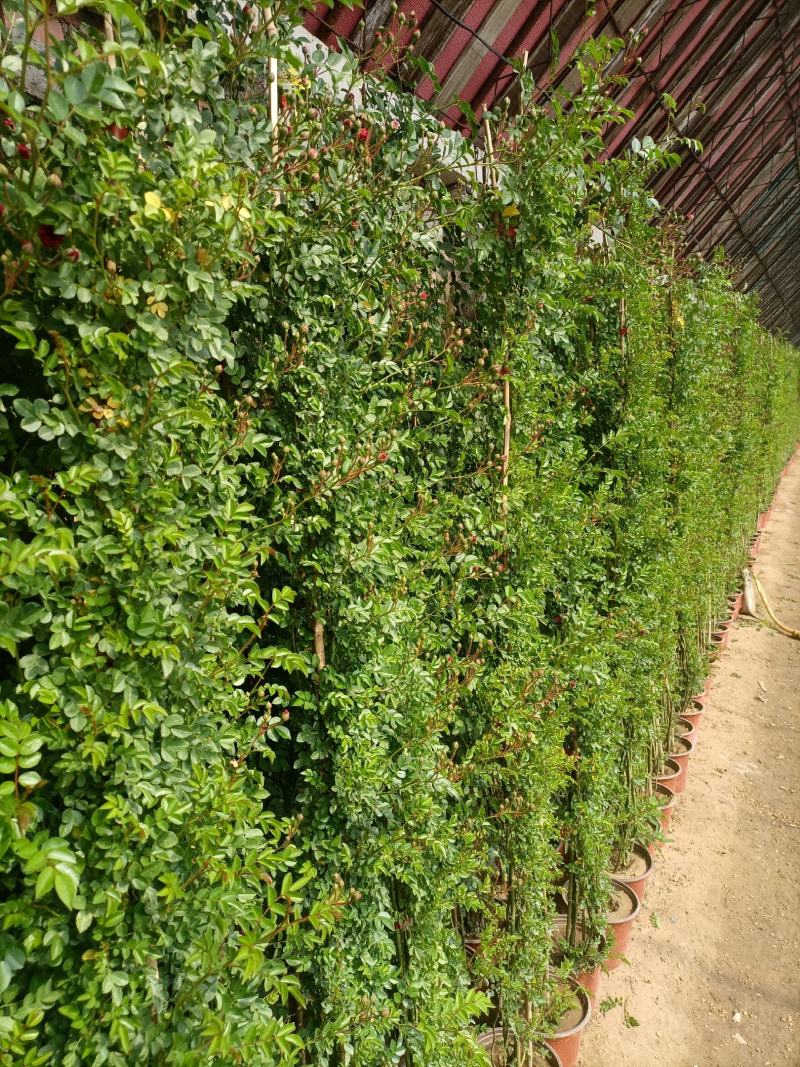 蔷薇花，蔷薇花环藤本蔷薇，基地直销，多花苞，多枝条