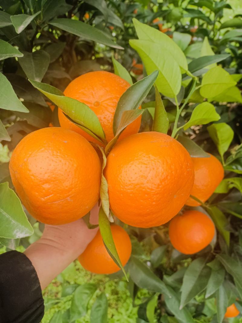 沃柑
