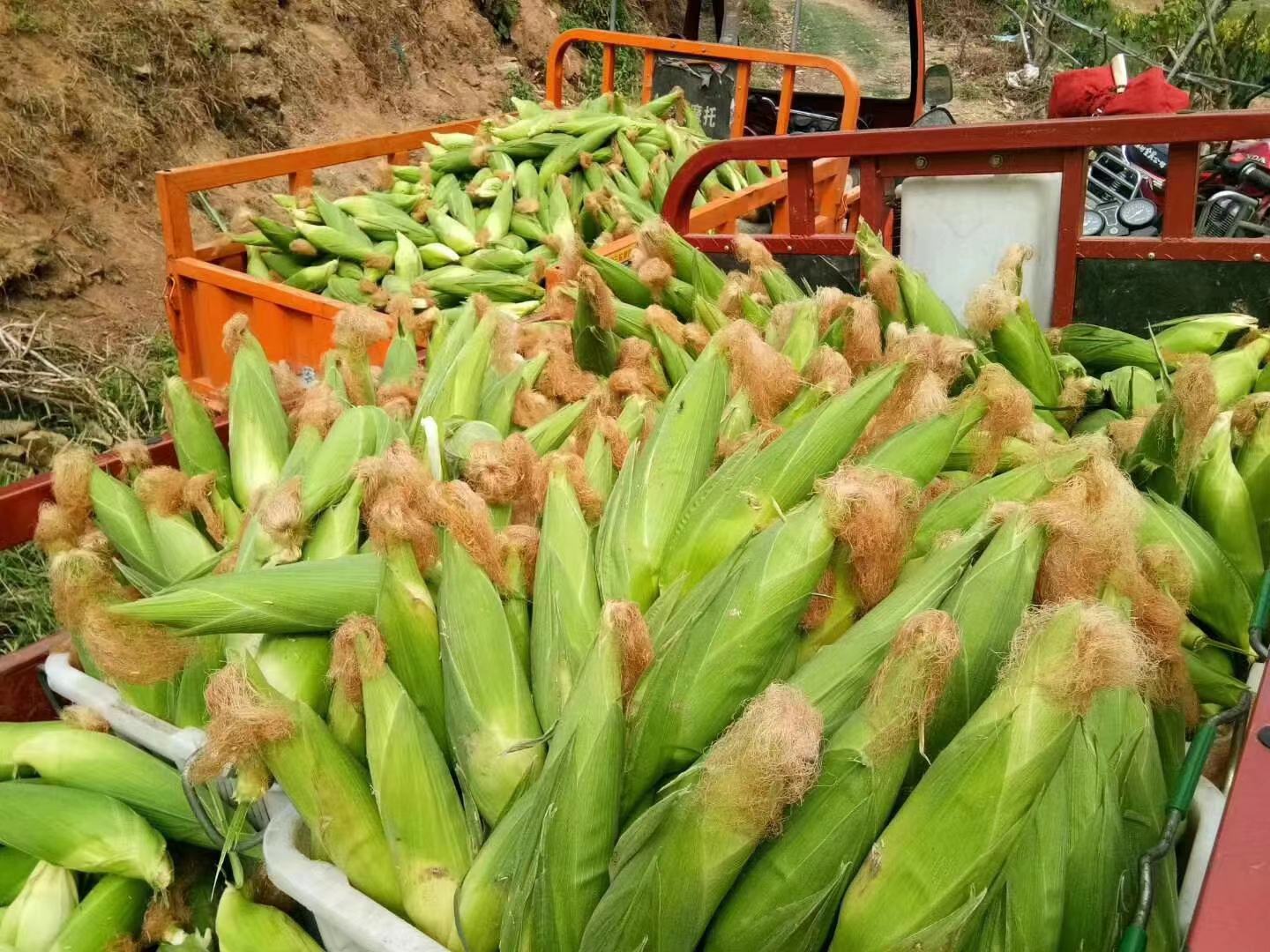 市场上的玉米堆