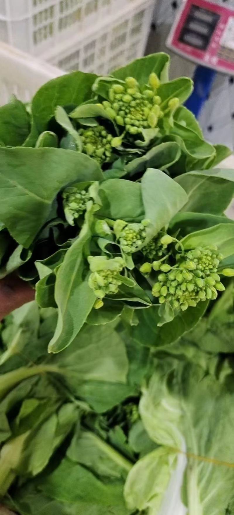 湖北白菜苔，质量放心，可视频订货，有需要的老板订购