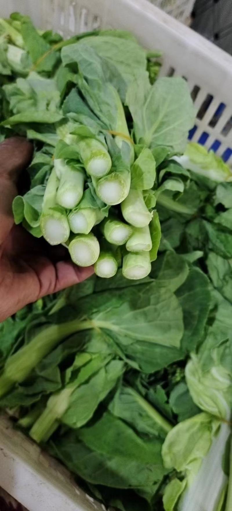 湖北白菜苔，质量放心，可视频订货，有需要的老板订购