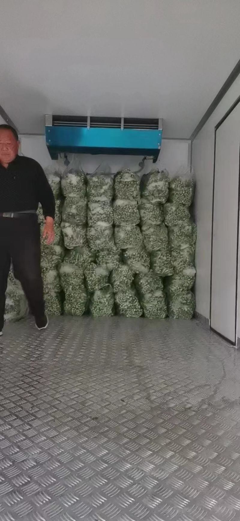 湖北白菜苔，质量放心，可视频订货，有需要的老板订购
