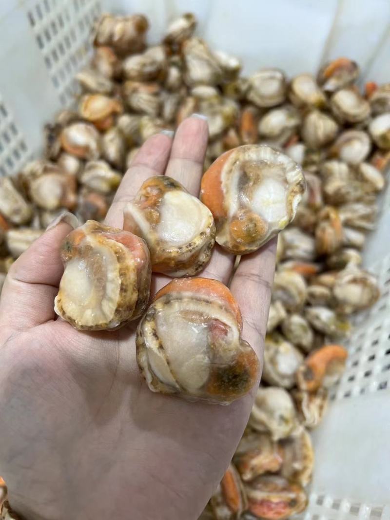 扇贝肉，价格便子，货量充足，干冰和冰衣常年有货，各种规格