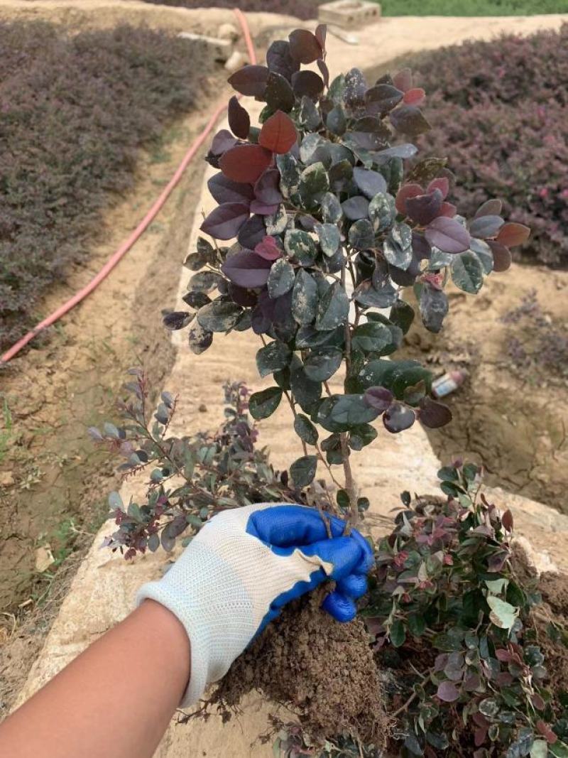 红叶石楠地苗