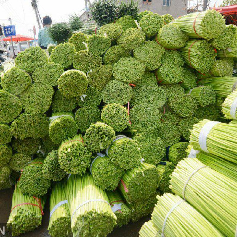 河南中牟产地红冒蒜苔大量上市供应全国合作共赢