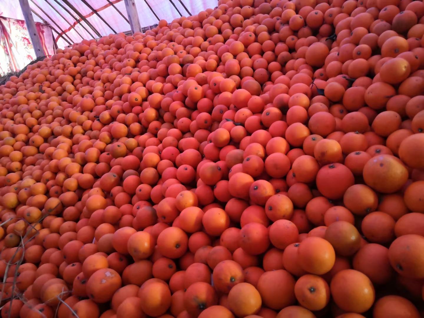 冰糖橙分级标准展示图