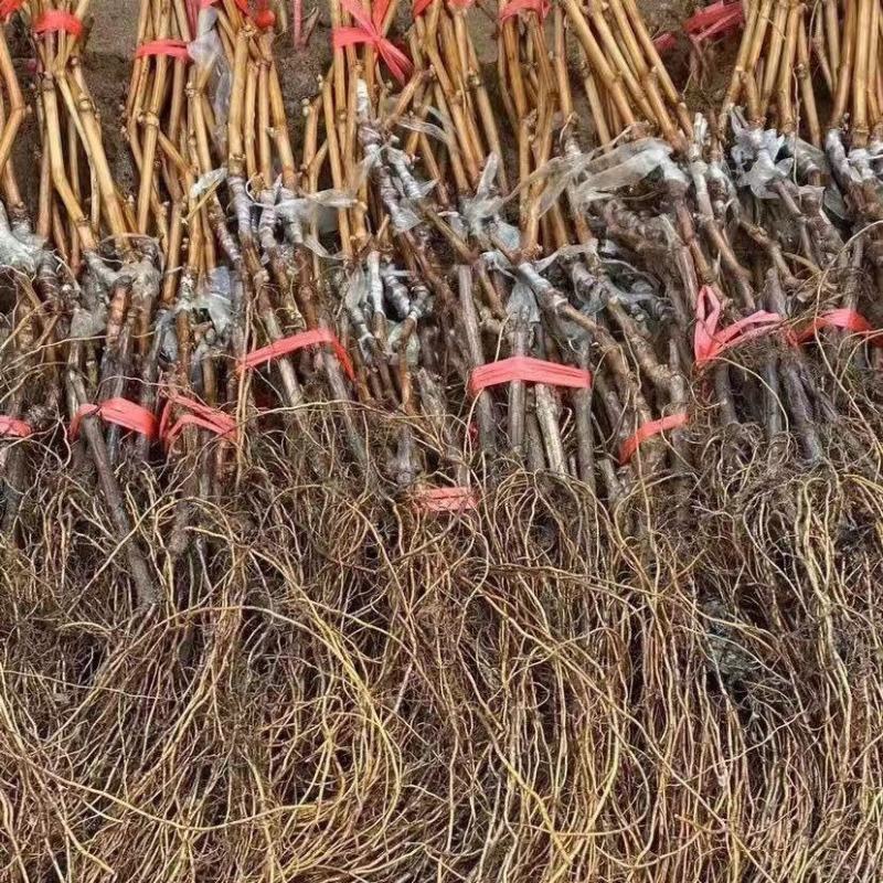 新品种无核夏黑葡萄果树苗南北方耐寒种植爬藤葡萄果树苗当年