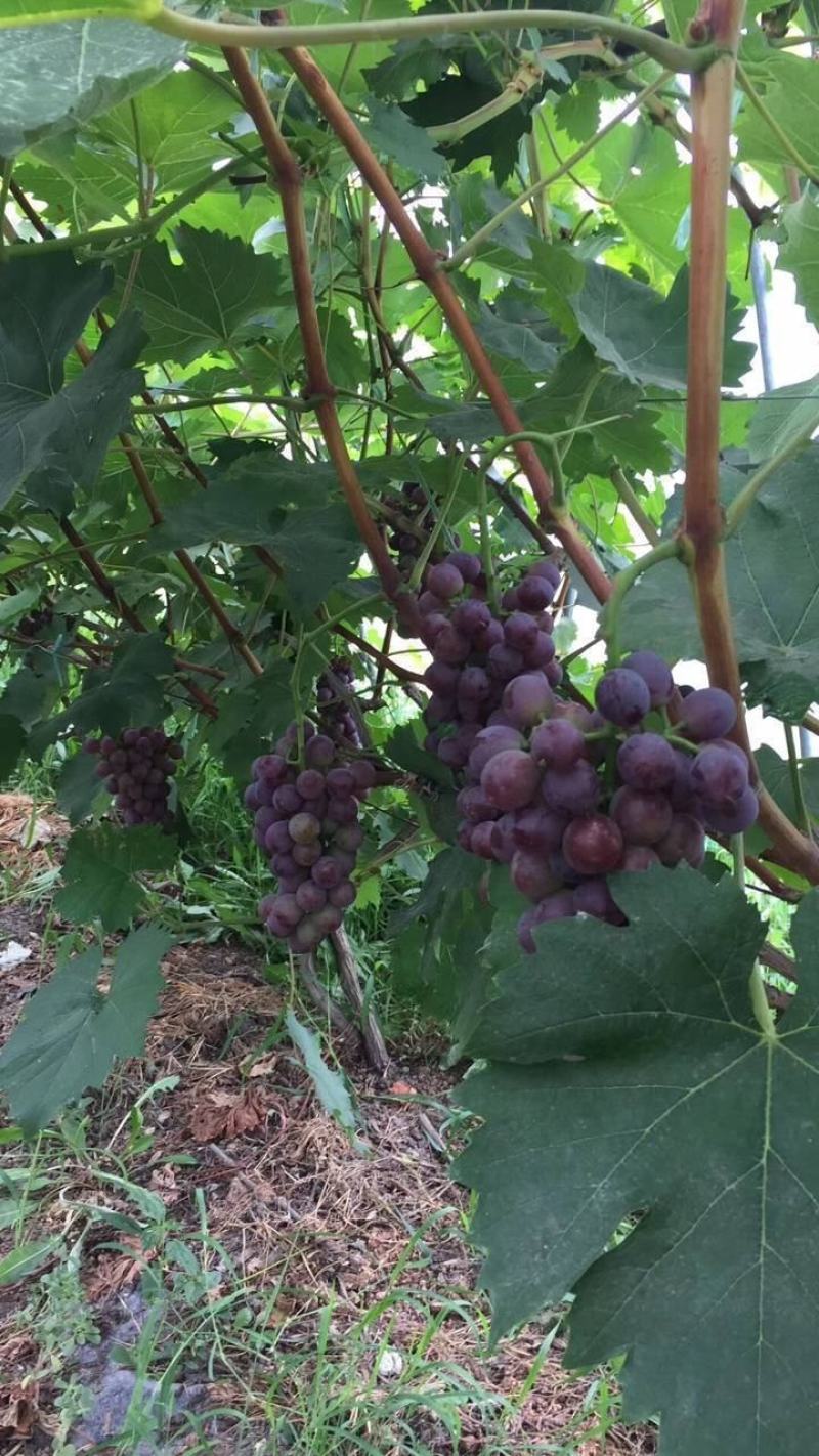 新品种无核夏黑葡萄果树苗南北方耐寒种植爬藤葡萄果树苗当年