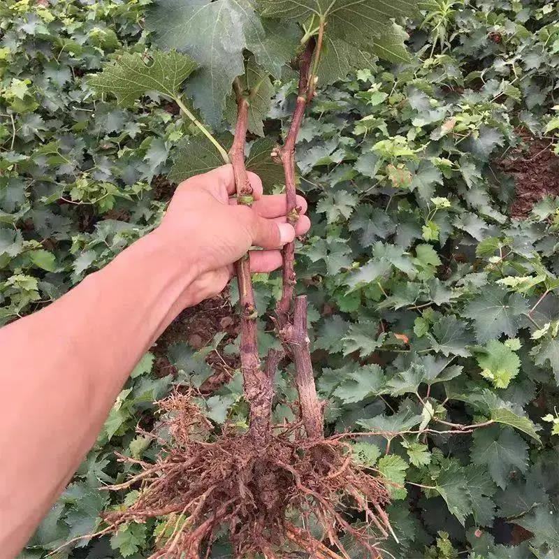 新品种无核夏黑葡萄果树苗南北方耐寒种植爬藤葡萄果树苗当年