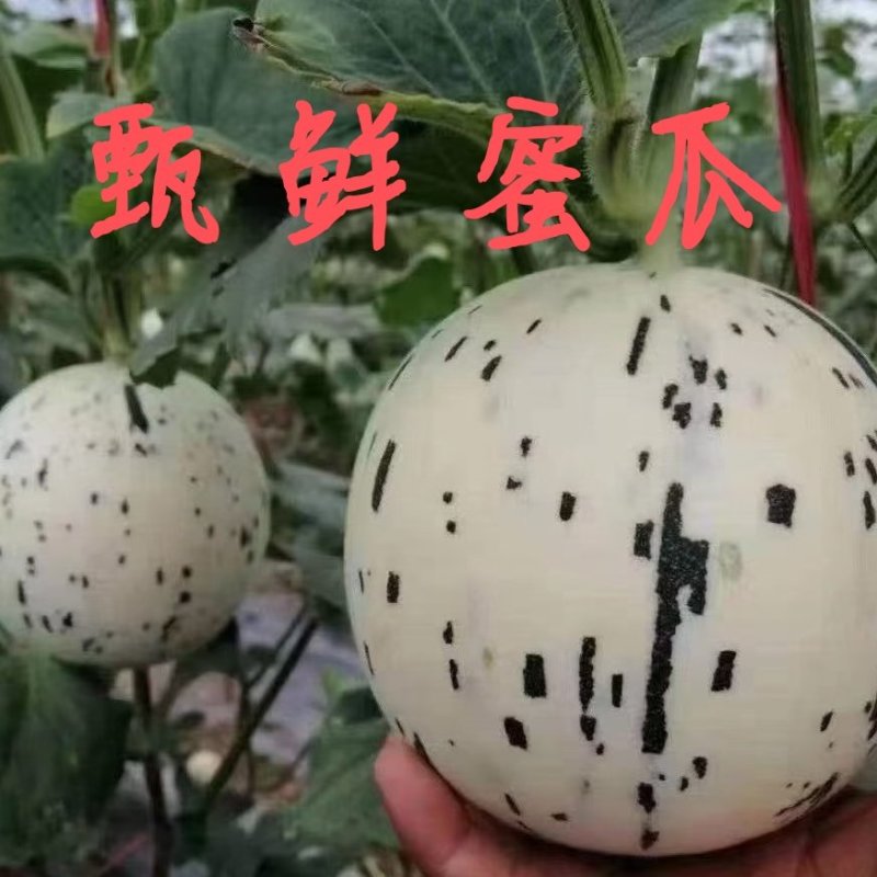 蜜露又称梦露甜瓜百万亩甜瓜基地专业品控专业供应