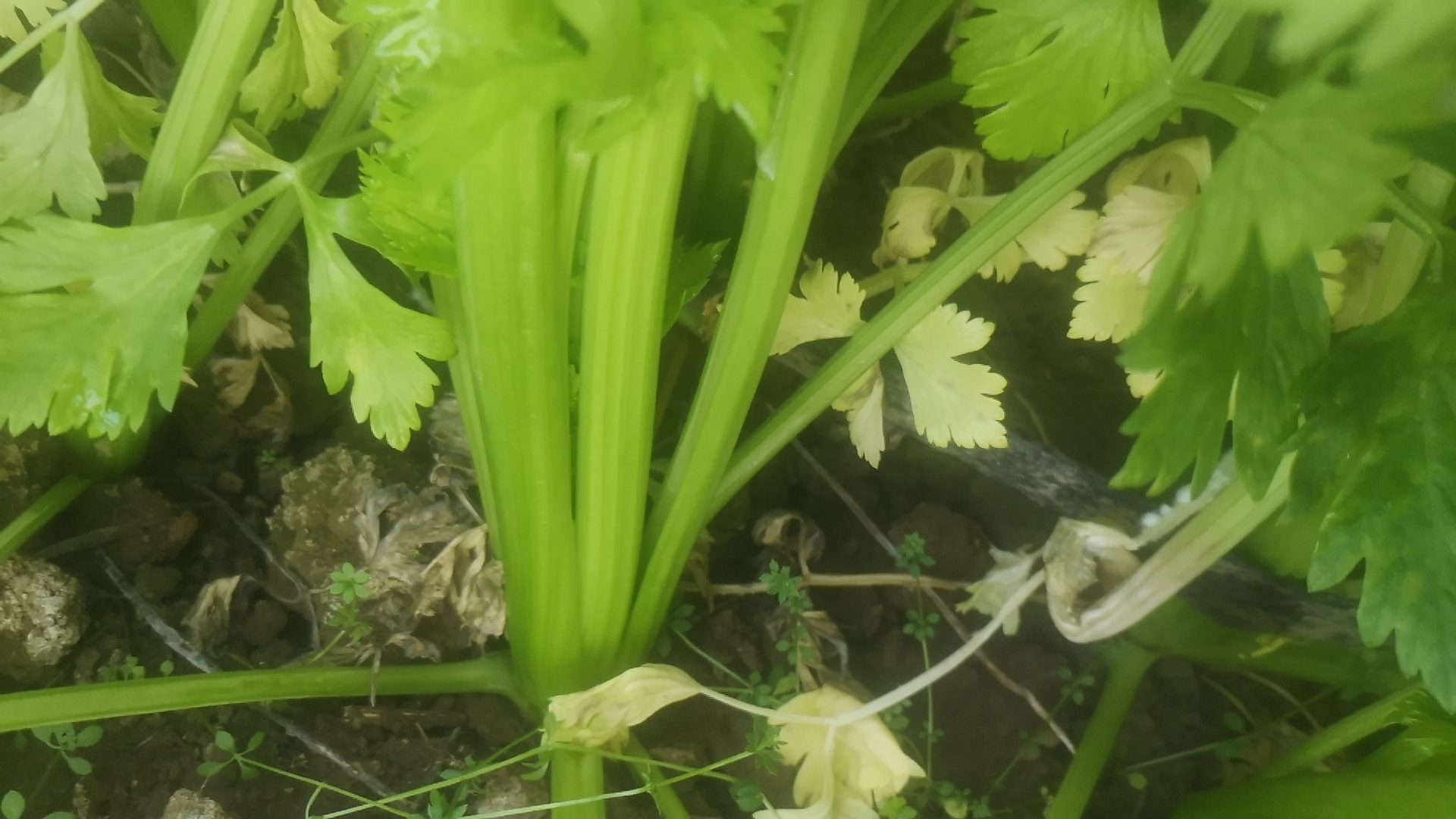 小芹菜(本芹幼株)与老芹菜(本芹抽薹成熟株)形态学对比:茎径、表皮质地、纵棱深度、木质化程度清晰可辨,直观体现纤维发育差异 小芹菜(本芹幼株)与老芹菜(本芹抽薹成熟株)并排特写对比图,左侧为茎径0.4–0.7cm、叶柄浅绿泛白、无明显纵棱的嫩株;右侧为茎径1.2–1.8cm、表皮粗糙发黄、纵棱深陷、基部出现木质化纤维束的老株;背景为不锈钢砧板,两旁分置厨房电子秤与切菜刀