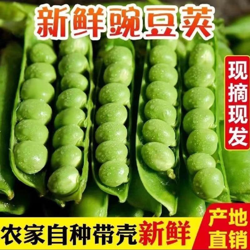 新鲜豌豆荚嫩豌豆角甜豌豆长寿仁豌豆电商青豌豆荚