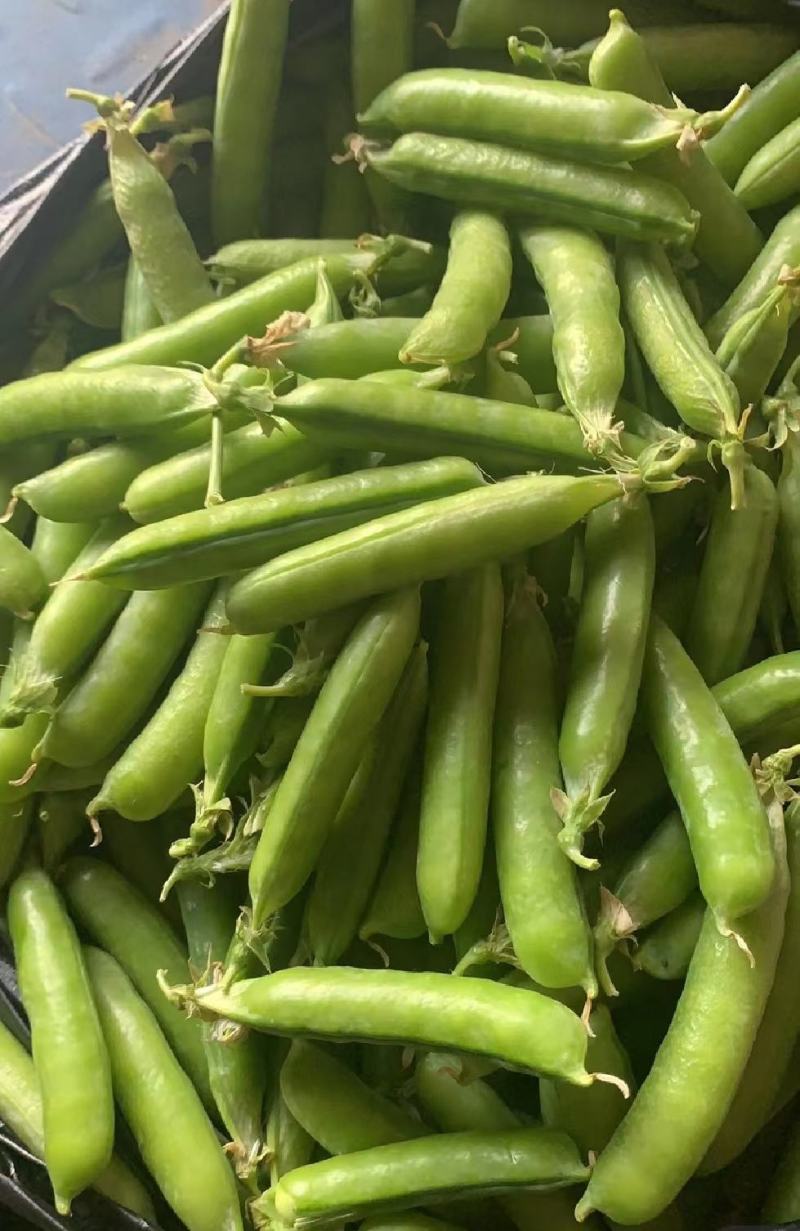 新鲜豌豆荚嫩豌豆角甜豌豆长寿仁豌豆电商青豌豆荚