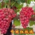 果树苗新品种葡萄苗中国红玫瑰葡萄树苗地栽盆栽南北方种植果