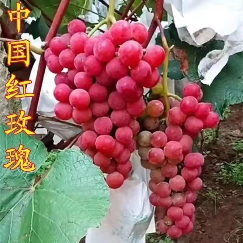 果树苗新品种葡萄苗中国红玫瑰葡萄树苗地栽盆栽南北方种植果