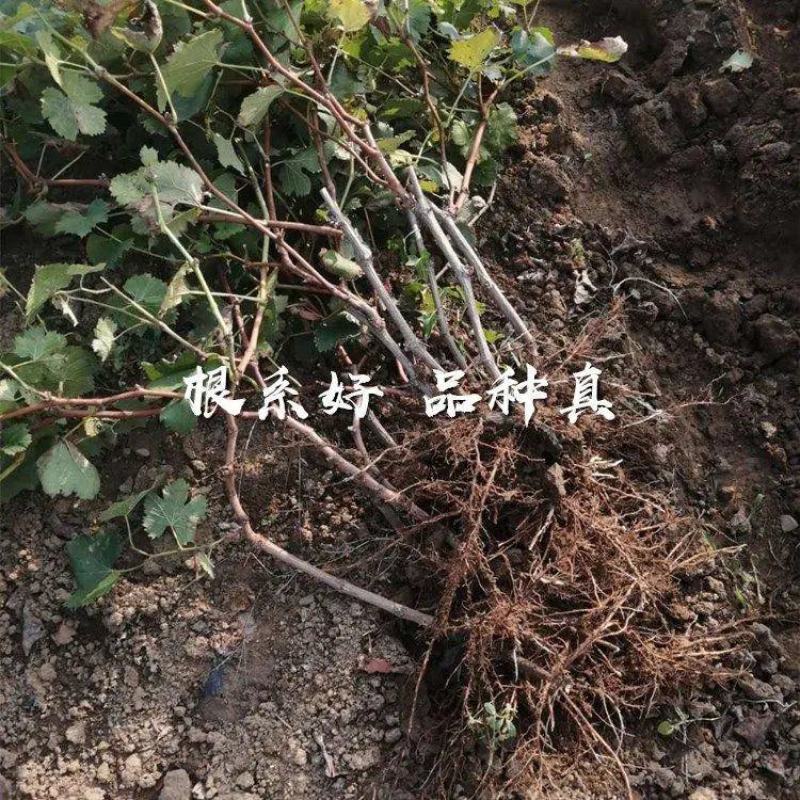 果树苗新品种葡萄苗中国红玫瑰葡萄树苗地栽盆栽南北方种植果