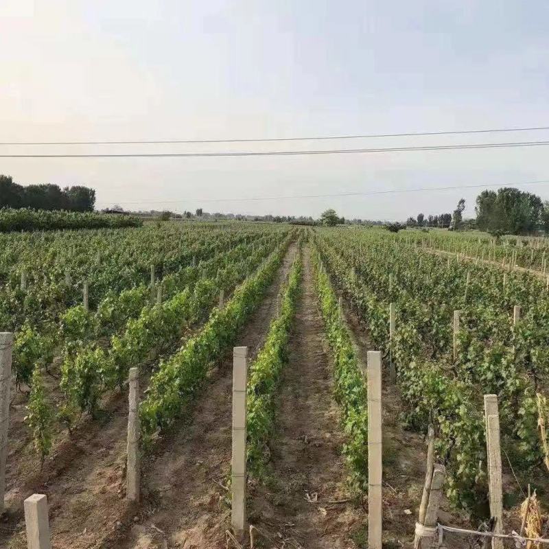 果树苗新品种葡萄苗中国红玫瑰葡萄树苗地栽盆栽南北方种植果