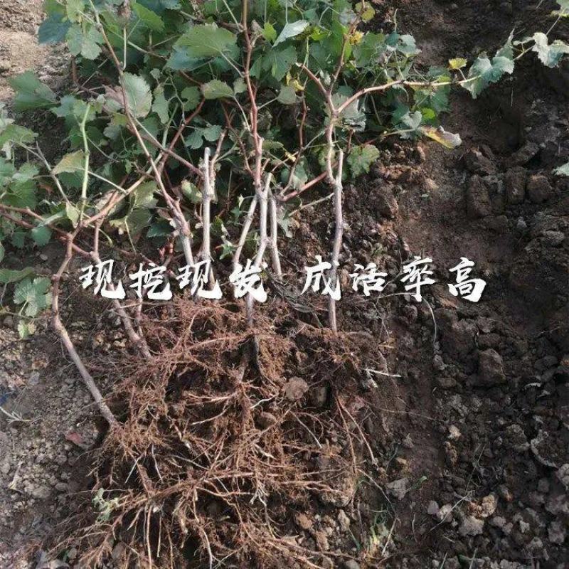果树苗新品种葡萄苗中国红玫瑰葡萄树苗地栽盆栽南北方种植果