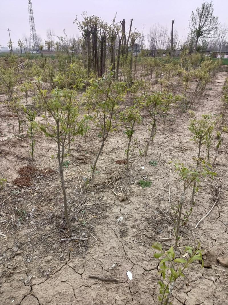 金丝吊蝴蝶嫁接两年苗，地径一公分高30至70公分当年开花
