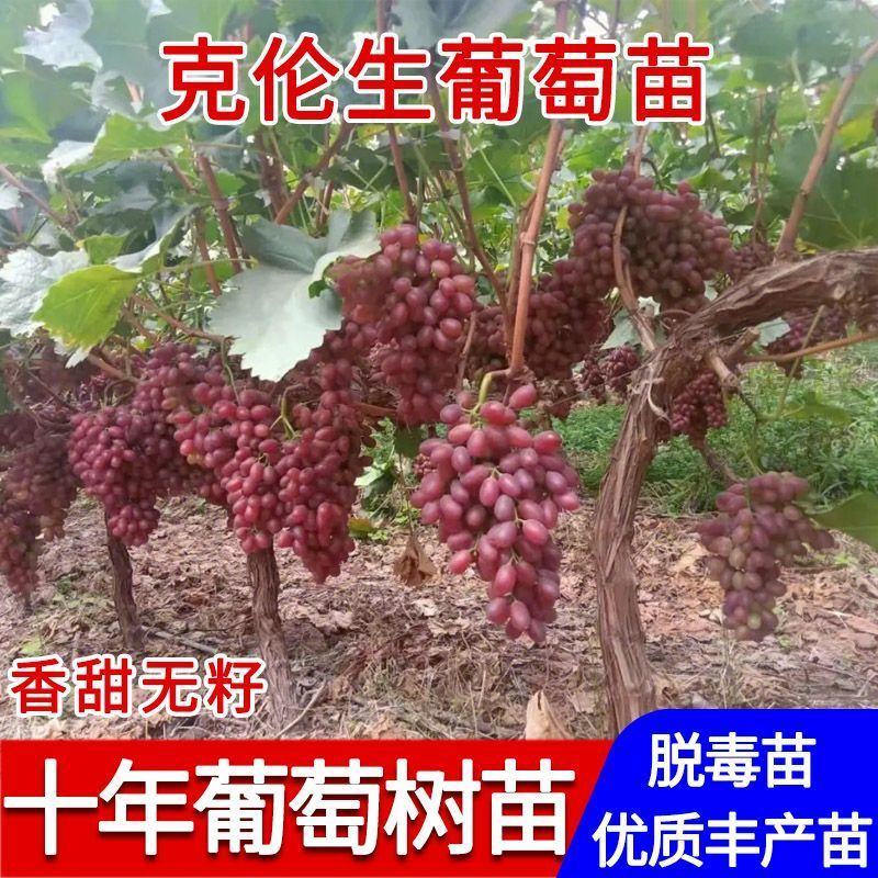 克伦生葡萄果树苗无籽无核红提树苗红提克瑞森葡萄苗晚熟南北