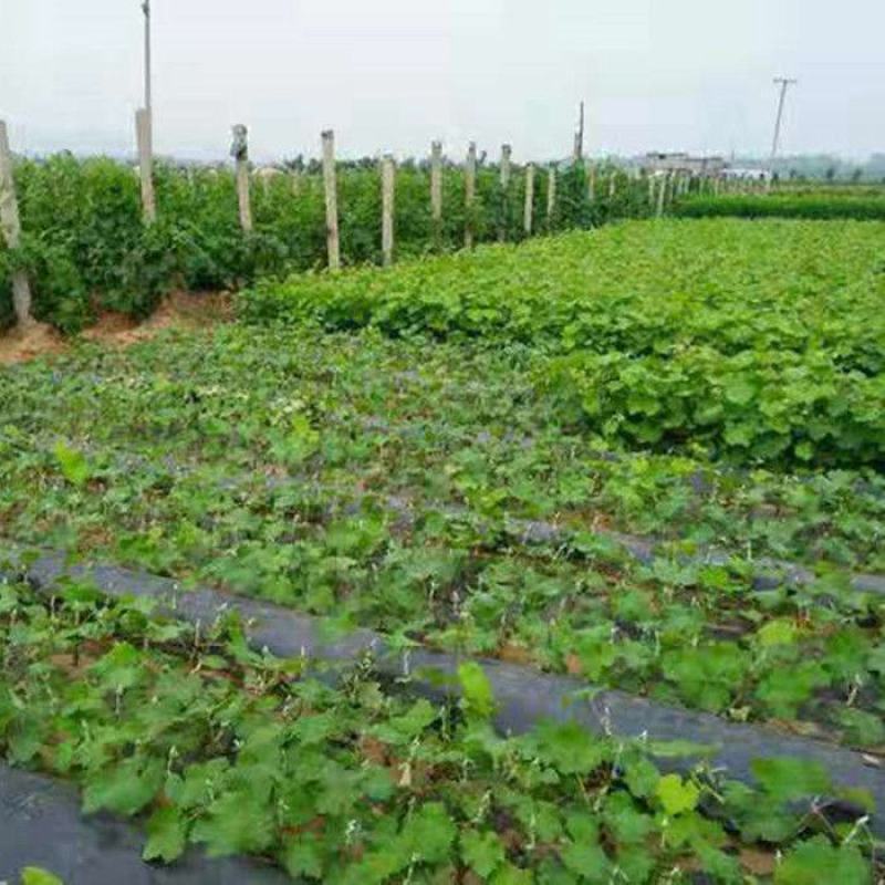 克伦生葡萄果树苗无籽无核红提树苗红提克瑞森葡萄苗晚熟南北
