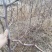 大荔县范家镇建农村当地冬枣苗定购，产地直供，质量保证。