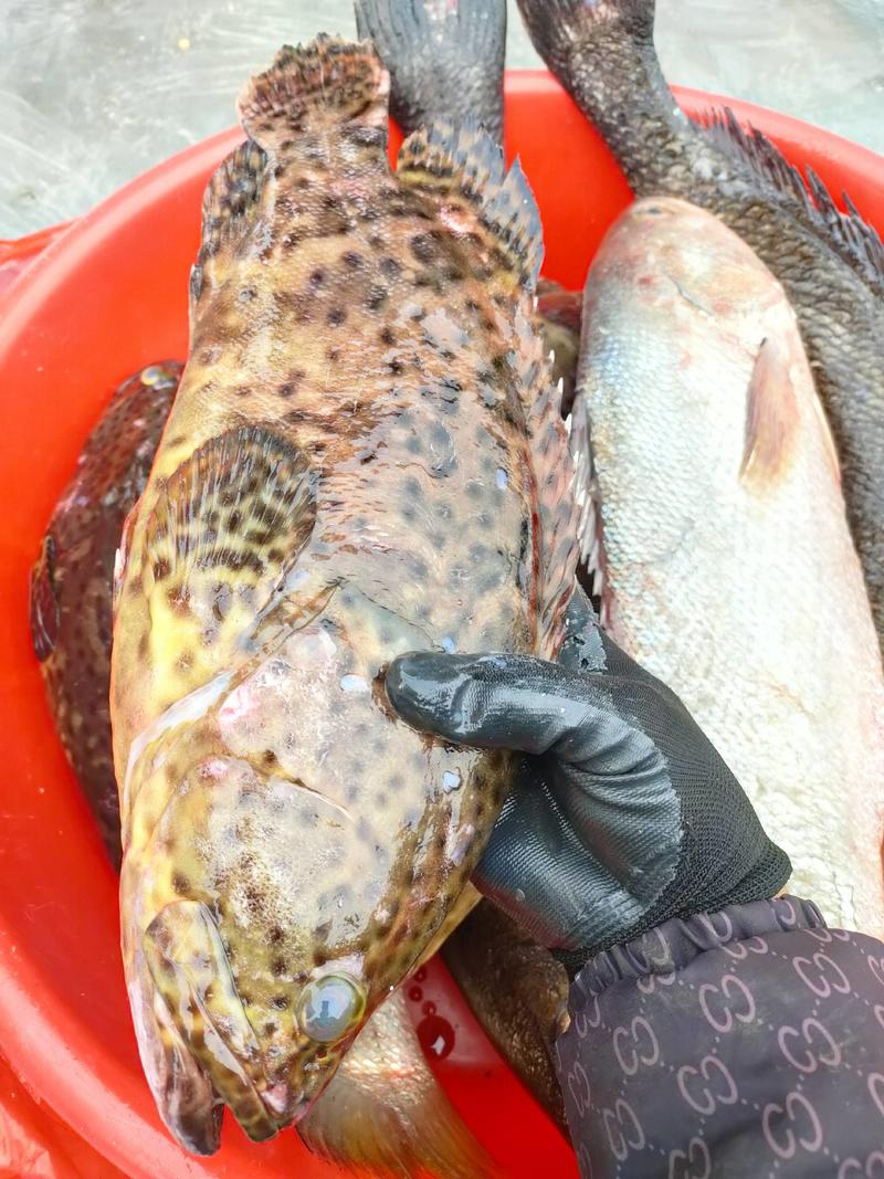 石斑鱼、花斑鱼、天然深海鱼、2~4斤单条规格、肉质厚实脆