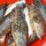 石斑鱼、花斑鱼、天然深海鱼、2~4斤单条规格、肉质厚实脆