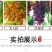浪漫红颜葡萄苗当年结果庭院抗寒爬藤南方北方种植品种葡萄树