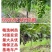 浪漫红颜葡萄苗当年结果庭院抗寒爬藤南方北方种植品种葡萄树