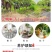 浪漫红颜葡萄苗当年结果庭院抗寒爬藤南方北方种植品种葡萄树
