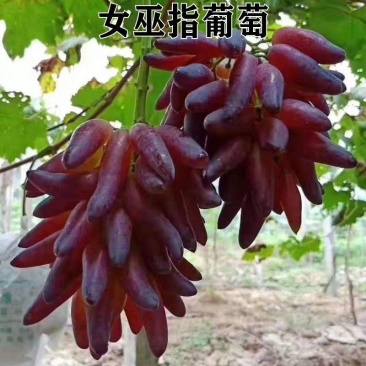 新品种爬藤南北方种植特大女巫指葡萄树苗长辣椒红葡萄苗当年