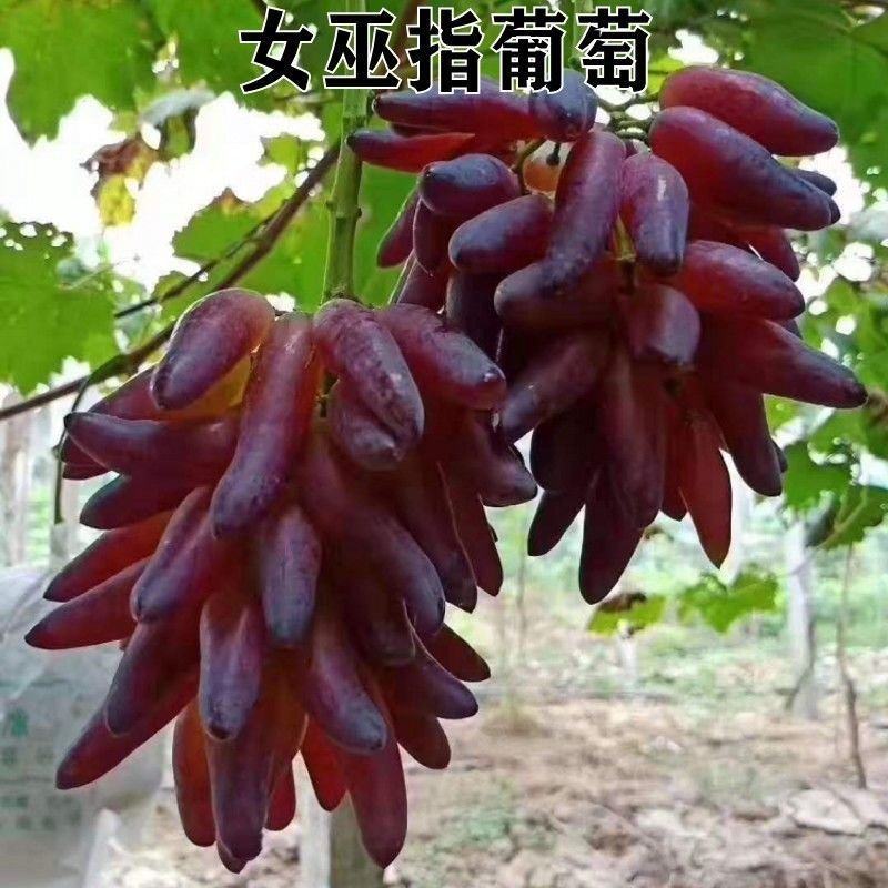 新品种爬藤南北方种植特大女巫指葡萄树苗长辣椒红葡萄苗当年