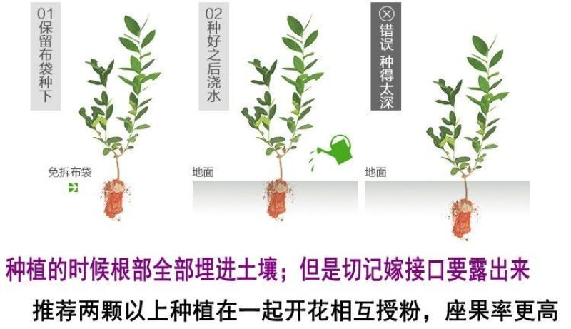 新品种爬藤南北方种植特大女巫指葡萄树苗长辣椒红葡萄苗当年