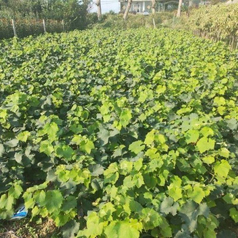 新品种爬藤南北方种植特大女巫指葡萄树苗长辣椒红葡萄苗当年