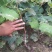 新品种爬藤南北方种植特大女巫指葡萄树苗长辣椒红葡萄苗当年