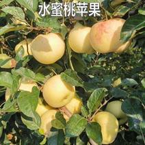 新品种水蜜桃苹果树苗盆地栽早熟水蜜桃苹果苗嫁接苗南方北方