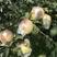 新品种水蜜桃苹果树苗盆地栽早熟水蜜桃苹果苗嫁接苗南方北方