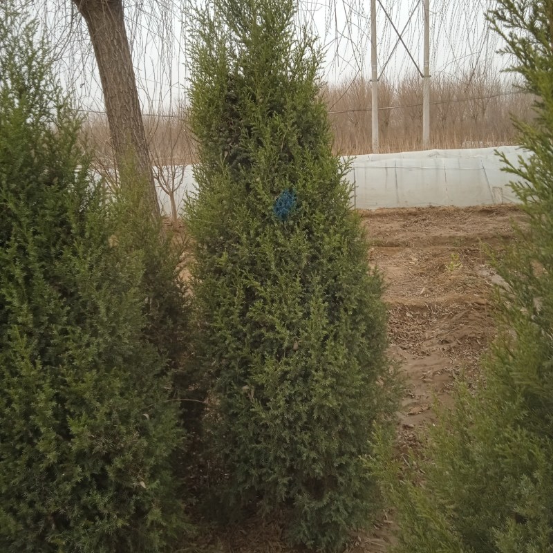 1米塔侩塔柏60cm-3米塔桧望都塔桧圆柏2米