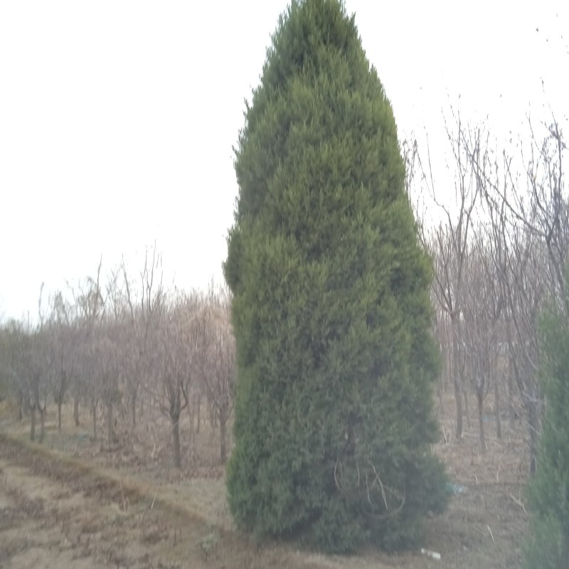 1米塔侩塔柏60cm-3米塔桧望都塔桧圆柏2米